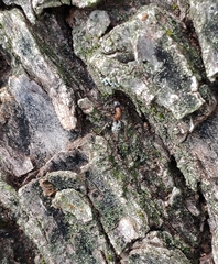 Liometopum microcephalum