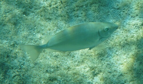 Siganus rivulatus