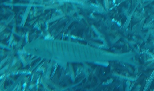 Lithognathus mormyrus
