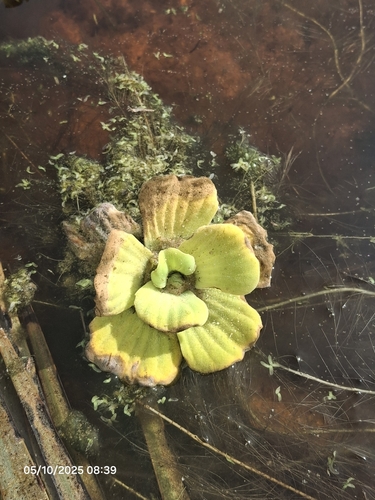 Pistia stratiotes