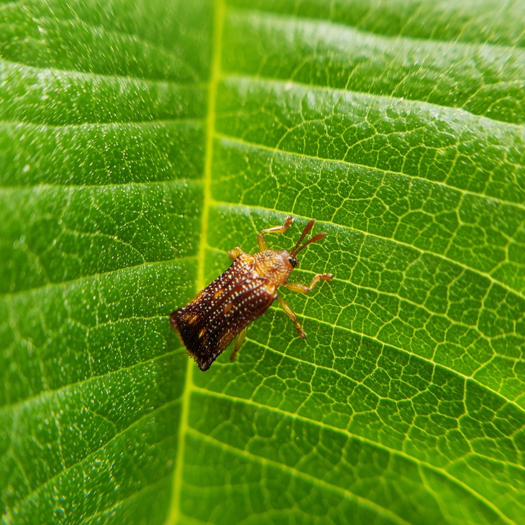 Uroplata bilineata