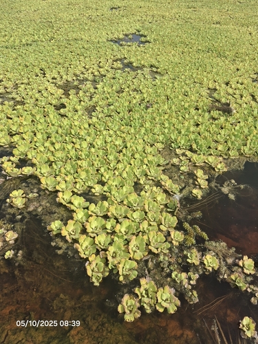 Pistia stratiotes