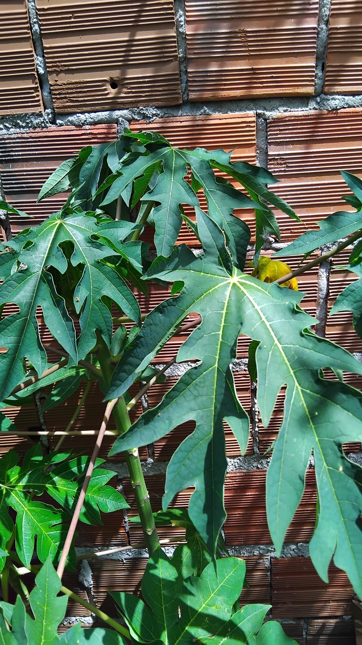 Carica papaya