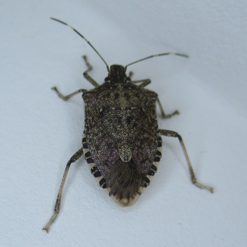 Brown Marmorated Stink Bug