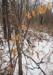 Lathyrus ochroleucus