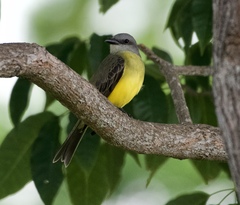 Tyrannus melancholicus image