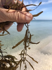 Sargassum filipendula