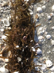 Sargassum filipendula