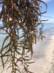 Sargassum filipendula