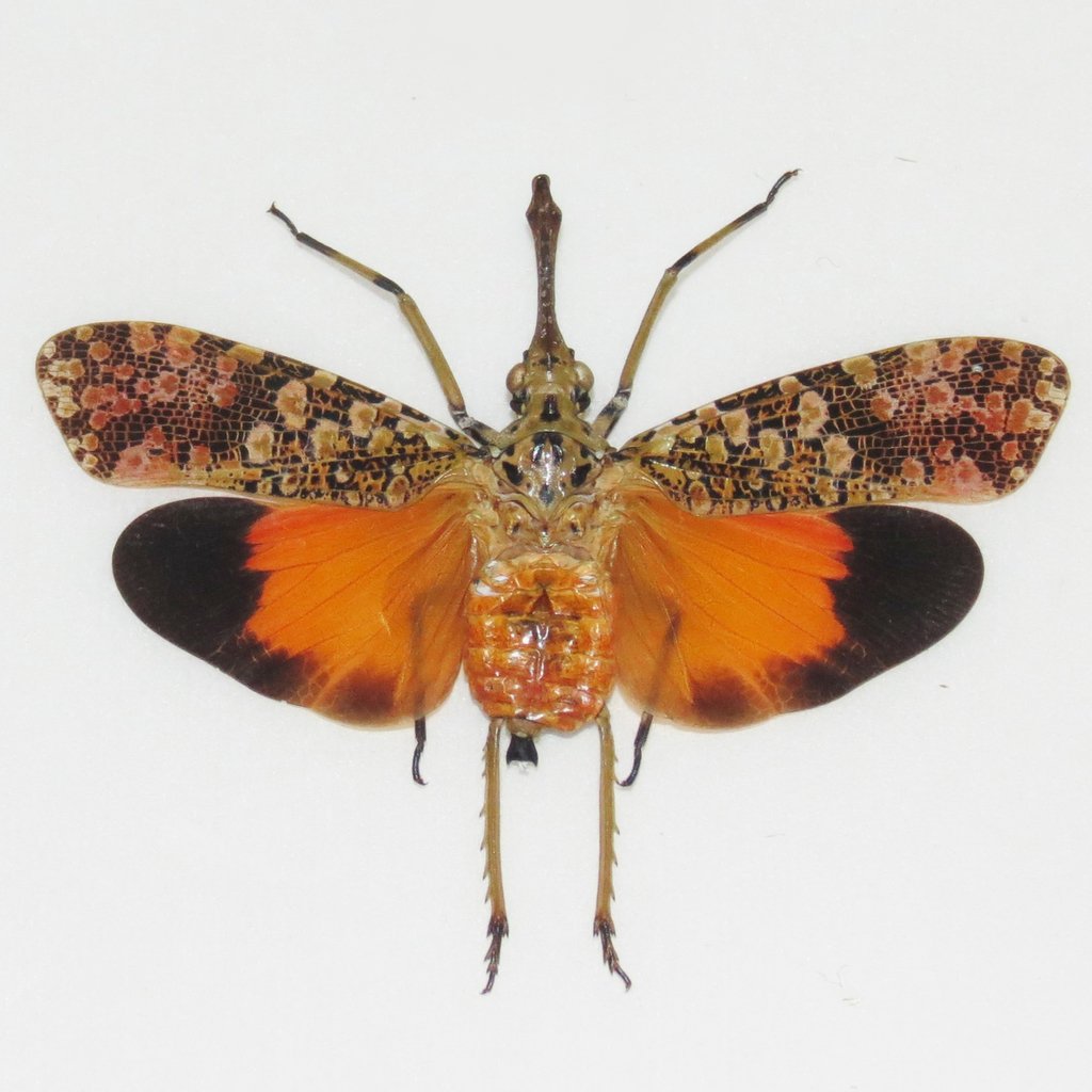 Pyrops ishiharai