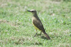 Machetornis