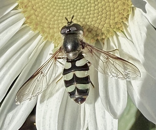 Unknown species found near Massachusetts, US