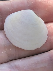 Semele proficua