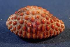 Jenneria pustulata