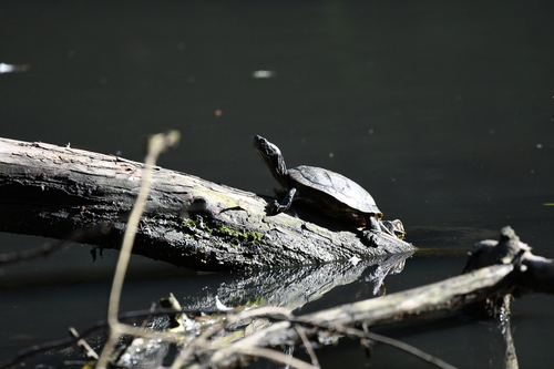 Trachemys scripta elegans