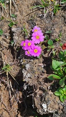 Primula fasciculata