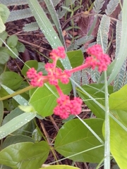 Cissus erosa