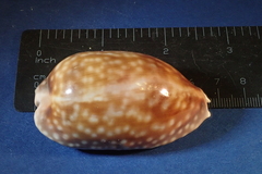 Macrocypraea cervinetta