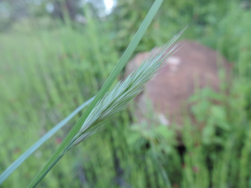 Aristida elliptica