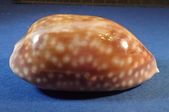 Macrocypraea cervinetta
