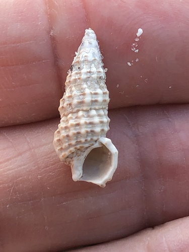 Cerithium muscarum image