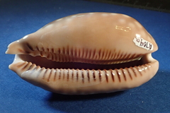 Macrocypraea cervinetta