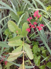 Cissus erosa