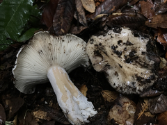 Russula densifolia