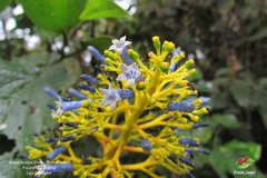 Palicourea weberbaueri