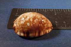 Mauritia maculifera