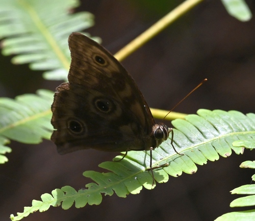 Lamprolenis nitida