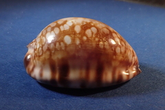 Mauritia maculifera