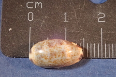 Melicerona listeri