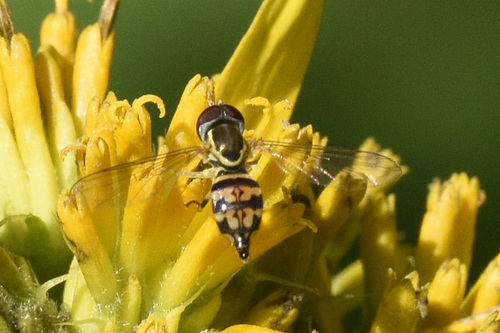Unknown species found near Floracliff Nature Sanctuary, 8000 Elk Lick Falls Rd, Lexington, KY 40515, USA