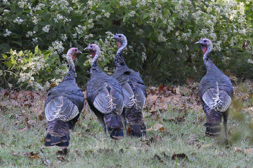 Wild Turkey photographed in Kentucky