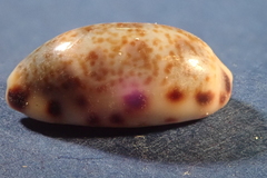 Melicerona listeri