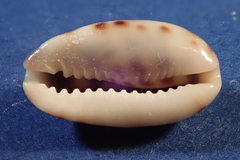 Melicerona listeri