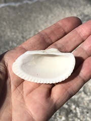 Anadara secticostata