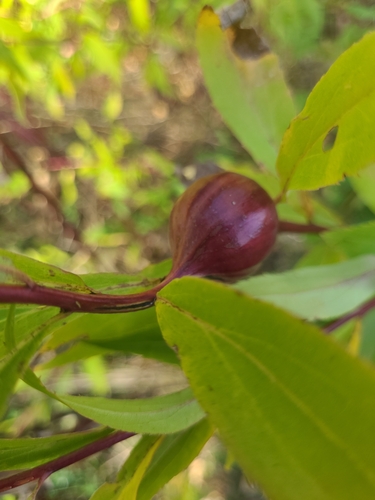 Unknown species found near Augusta