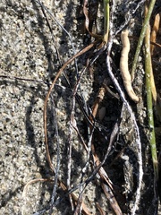 Syringodium filiforme