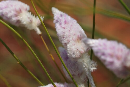 weeping mulla mulla (Ptilotus calostachyus)