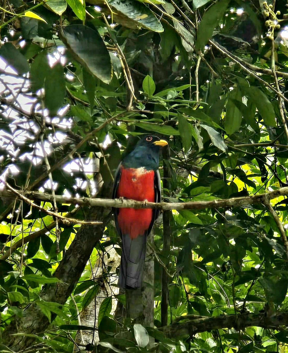 Black-tailed Trogon (Trogon melanurus)