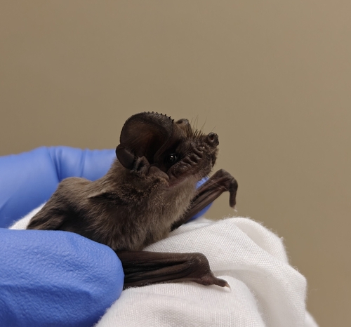 Mexican Free-tailed Bat photographed in Oklahoma
