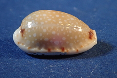 Naria labrolineata