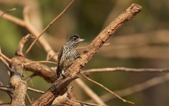 Picumnus albosquamatus