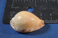 Naria lamarckii