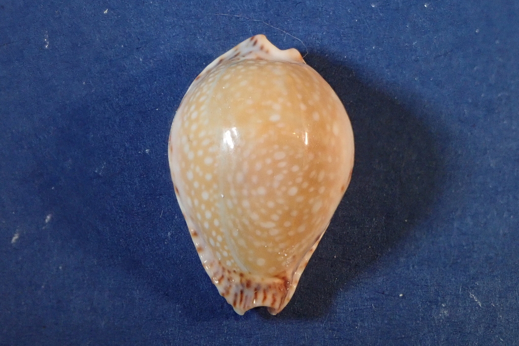 Lamarck's Cowrie