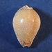 Lamarck's Cowrie - Photo (c) Donna Pomeroy, some rights reserved (CC BY-NC), uploaded by Donna Pomeroy