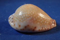 Naria lamarckii
