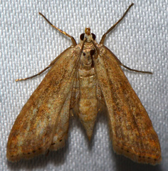Parapoynx allionealis